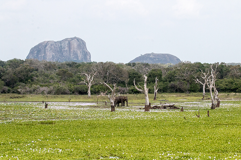 Yala National Park, Sri Lanka