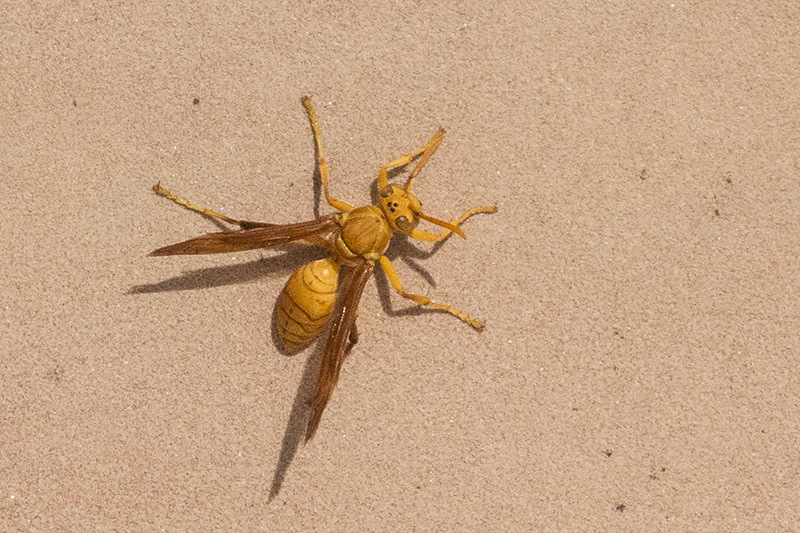 Yellow Wasp, New Delhi, India