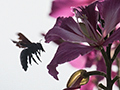 Bee at Magenta Flower, Kingston, Jamaica