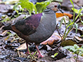 Crested Quail-Dovel, A Jamaican Endemic, Hardwar Gap, Jamaica