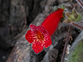 Flowers, Hardwar Gap, Jamaica