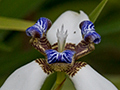 Walking Iris, Starlight Chalet, Jamaica