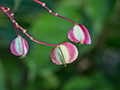 Begonia Fruits, Woodside Road, Jamaica