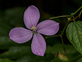 Ecclesdown Road Flower, Jamaica