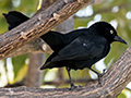 Greater Antillean Grackle, Kingston, Jamaica