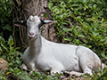 Goats, Ecclesdown Road, Jamaica and Hector's River, Jamaica