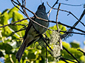 Jamaican Becard, A Jamaican Endemic, Woodside Road, Jamaica