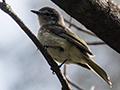 Jamaican Elaenia, A Jamaican Endemic, Jamaica