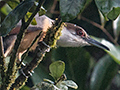 Jamaican Lizard-Cuckoo, A Jamaican Endemic, Ecclesdown Road, Jamaica