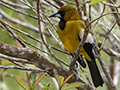 Jamaican Oriole, Starlight Chalet, Jamaica