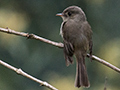 Jamaican Pewee, A Jamaican Endemic, Hardwar Gap, Jamaica