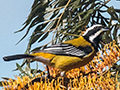 Jamaican Spindalis, A Jamaican Endemic, Abbey Green Estate, Jamaica