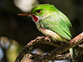 Jamaican Tody, A Jamaican Endemic, Abbey Green Estate, Jamaica