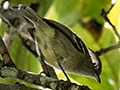 Jamaican Vireo, A Jamaican Endemic, Abbey Green Estate, Jamaica