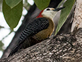 Jamaican Woodpecker, Hope Gardens, Kingston, Jamaica