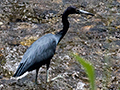 Little Blue Heron, Jamaica