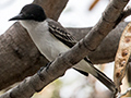 Loggergead Kingbird, Kingston, Jamaica