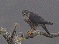 Merlin in Fog, Starlight Chalet, Jamaica