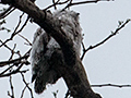 Juvenile Northern Potoo, Hope Gardens, Kingston, Jamaica