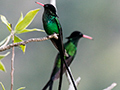 Streamertail, Red-billed Streamertail, A Jamaican Endemic, Starlight Chalet, Jamaica