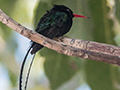 Streamertail (Red-billed Streamertail), Kingston, Jamaica