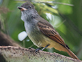 Rufous-tailed Flycatcher, A Jamaican Endemic, Ecclesdown Road, Jamaica