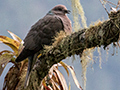 Ring-tailed Pigeon, A Jamaican Endemic, Abbey Green Estate, Jamaica