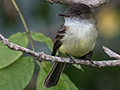 Sad Flycatcher, Forres Park, Jamaica