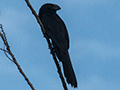 Smooth-billed Ani, Ecclesdown Road, Jamaica