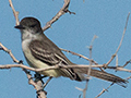 Stolid Flycatcher, Hellshire Hills, Jamaica