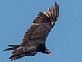 Turkey Vulture, Hellshire Hills, Jamaica