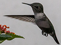 Vervain Hummingbird, Knutsford Court Hotel, Kingston, Jamaica