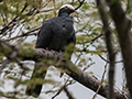 White-crowned Pigeon, Hope Gardens, Kingston, Jamaica