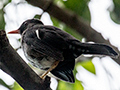 White-chinned Thrush, A Jamaican Endemic, Hope Gardens, Kingston, Jamaica