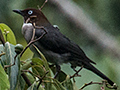 White-eyed Thrush, A Jamaican Endemic, Ecclesdown Road, Jamaica