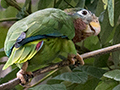 Yellow-billed Parrot, Hope Gardens, Kingston, Jamaica