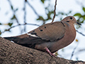 Zenaida Dove, Knutsford Court Hotel, Kingston, Jamaica