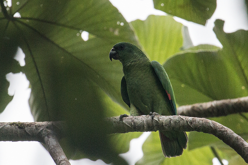 Black-billed Parrot, A Jamaican Endemic, Ecclesdown Road, Jamaica