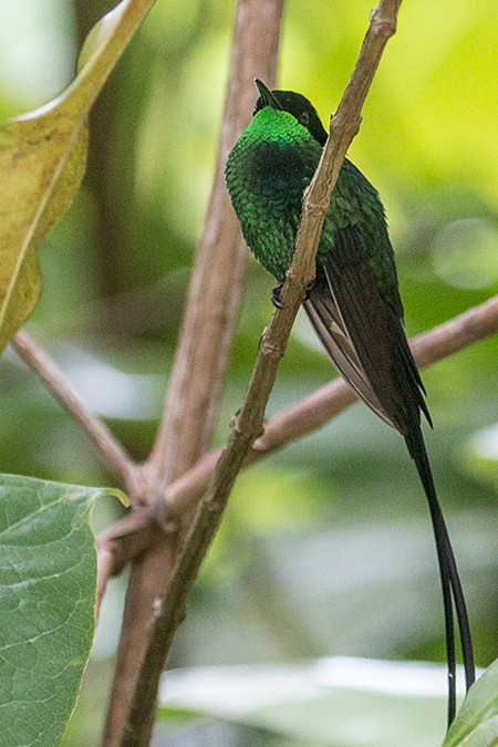 Streamertail, Black-billed Streamertail, A Jamaican Endemic, Goblin Hill, San San, Jamaica