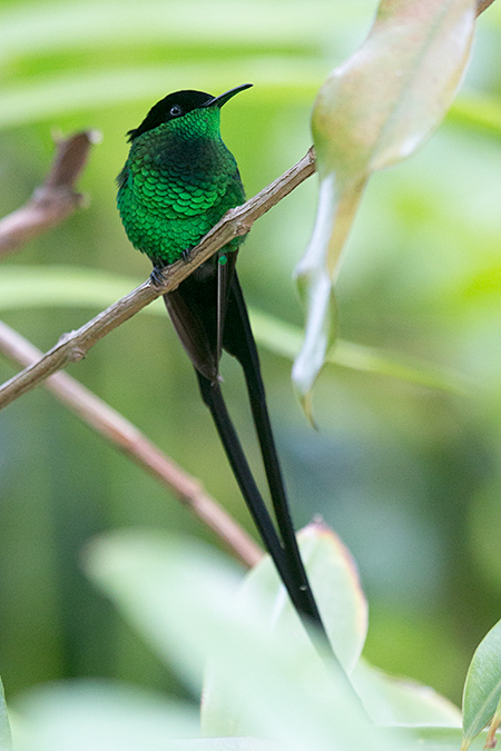 Streamertail, Black-billed Streamertail, A Jamaican Endemic, Goblin Hill, San San, Jamaica