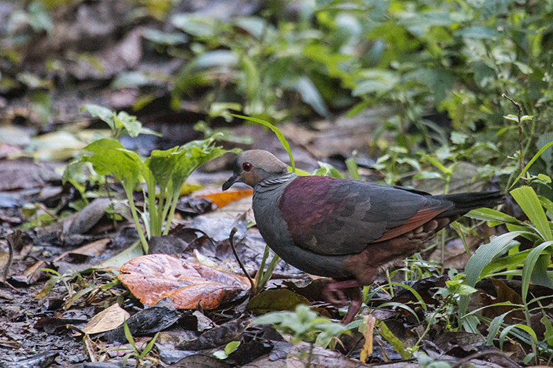 Crested Quail-Dove, A Jamaican Endemic, Hardwar Gap, Jamaica