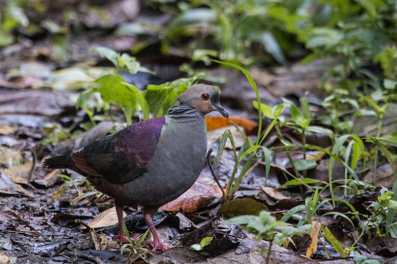 Crested Quail-Dove, A Jamaican Endemic, Hardwar Gap, Jamaica