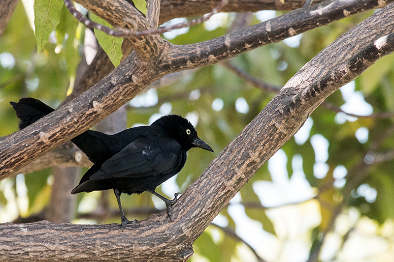 Greater Antillean Grackle, Kingston, Jamaica