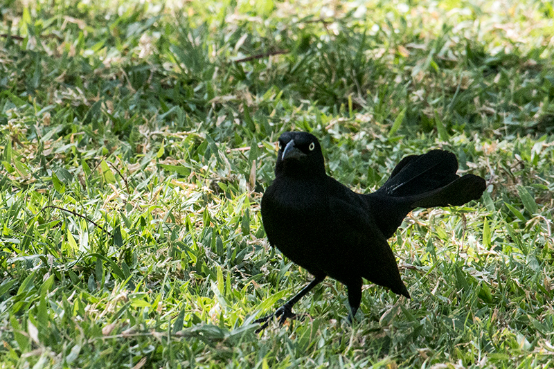 Greater Antillean Grackle, Emancipation Park, Kingston, Jamaica