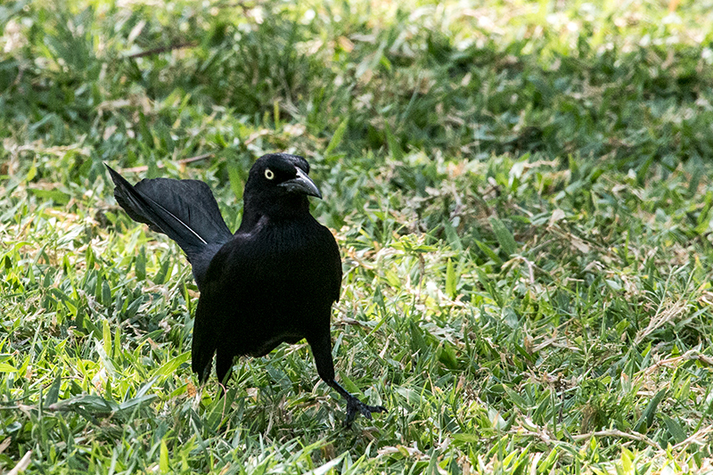 Greater Antillean Grackle, Emancipation Park, Kingston, Jamaica