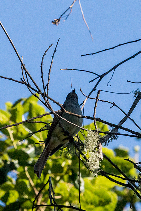 Jamaican Becard, A Jamaican Endemic, Woodside Road, Jamaica