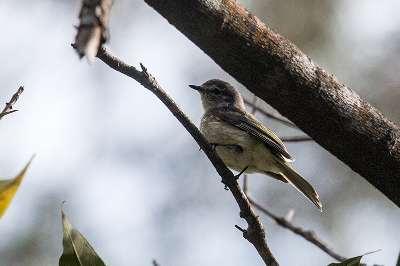 Jamaican Elaenia, A Jamaican Endemic, Old Mine Trail, Jamaica