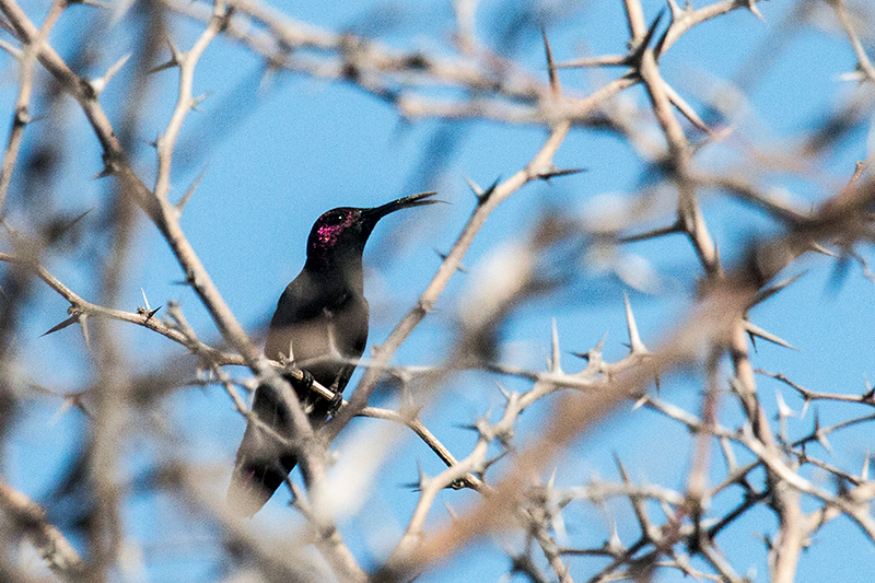 Jamaican Mango, A Jamaican Endemic, Hellshire Hills, Jamaica