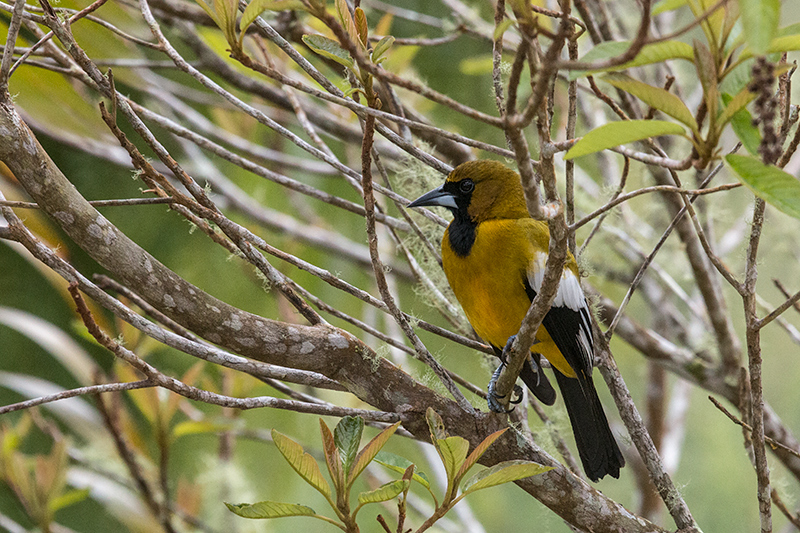 Jamaican Oriole, Starlight Chalet, Jamaica