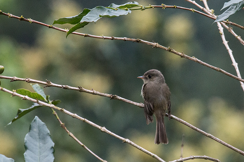 Jamaican Pewee, A Jamaican Endemic, Hardwar Gap, Jamaica